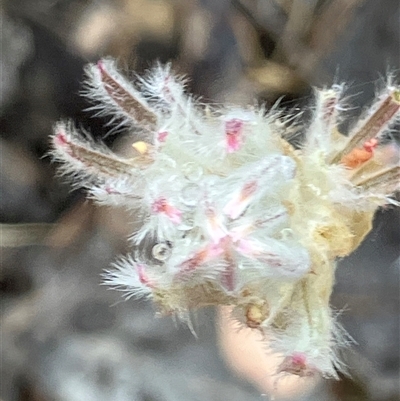 Ptilotus erubescens (Hairy Tails) at Fentons Creek, VIC by KL