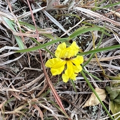 Goodenia hederacea subsp. hederacea (Ivy Goodenia, Forest Goodenia) at Springrange, NSW - 10 Nov 2024 by thedinosaurlady