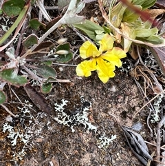 Goodenia hederacea subsp. hederacea at Springrange, NSW - 11 Nov 2024 08:07 AM