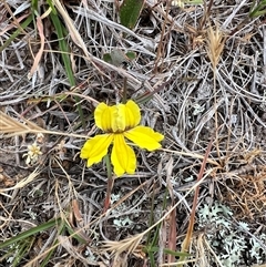 Goodenia hederacea subsp. hederacea at Springrange, NSW - 11 Nov 2024 08:07 AM