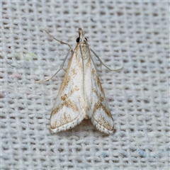 Sedenia rupalis (A Crambid moth) at Harrison, ACT - 11 Nov 2024 by DPRees125