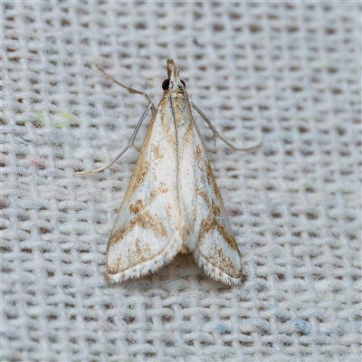 Sedenia rupalis (A Crambid moth) at Harrison, ACT - 11 Nov 2024 by DPRees125