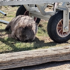 Vombatus ursinus (Bare-nosed Wombat) at Maria Island, TAS - 11 Nov 2024 by LyndalT