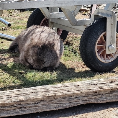 Vombatus ursinus (Common wombat, Bare-nosed Wombat) at Maria Island, TAS - 11 Nov 2024 by LyndalT