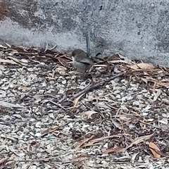 Malurus cyaneus (Superb Fairywren) at Spring Beach, TAS - 11 Nov 2024 by LyndalT