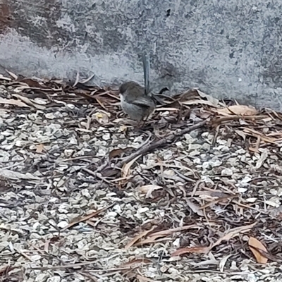 Malurus cyaneus (Superb Fairywren) at Spring Beach, TAS - 11 Nov 2024 by LyndalT