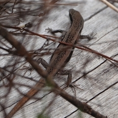 Morethia boulengeri (Boulenger's Skink) at Hall, ACT - 12 Nov 2024 by Anna123