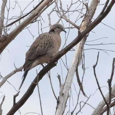 Spilopelia chinensis (Spotted Dove) at Dunlop, ACT - 12 Nov 2024 by AlisonMilton