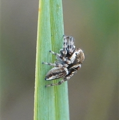 Maratus scutulatus (A jumping spider) at Hall, ACT - 12 Nov 2024 by Anna123