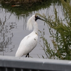 Platalea regia (Royal Spoonbill) at Dunlop, ACT - 12 Nov 2024 by AlisonMilton