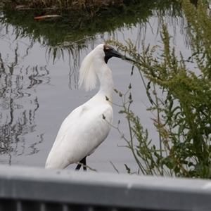 Platalea regia at Dunlop, ACT - 12 Nov 2024 11:50 AM