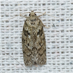 Philobota philostaura (A Concealer moth (Philobota group)) at Harrison, ACT - 11 Nov 2024 by DPRees125