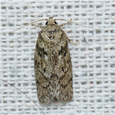 Philobota philostaura (A Concealer moth (Philobota group) at Harrison, ACT - 11 Nov 2024 by DPRees125