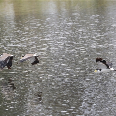 Vanellus miles (Masked Lapwing) at Dunlop, ACT - 12 Nov 2024 by AlisonMilton