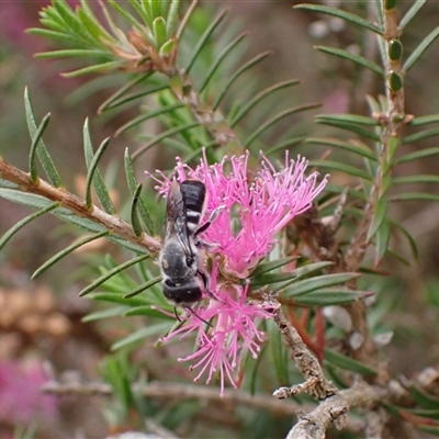 Megachile (Hackeriapis) canifrons at Murrumbateman, NSW - 12 Nov 2024 by SimoneC