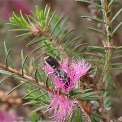 Megachile (Hackeriapis) canifrons at Murrumbateman, NSW - 12 Nov 2024