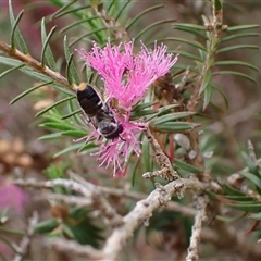 Megachile (Hackeriapis) canifrons at Murrumbateman, NSW - 12 Nov 2024