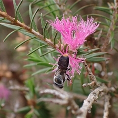 Megachile (Hackeriapis) canifrons at Murrumbateman, NSW - 12 Nov 2024