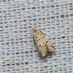 Atheropla decaspila (A concealer moth) at Harrison, ACT - 11 Nov 2024 by DPRees125