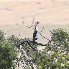 Microcarbo melanoleucos (Little Pied Cormorant) at Dunlop, ACT - 12 Nov 2024 by AlisonMilton