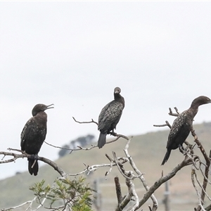 Phalacrocorax sulcirostris at Dunlop, ACT - 12 Nov 2024 11:24 AM