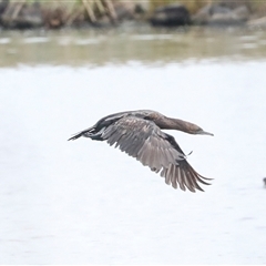 Phalacrocorax sulcirostris at Dunlop, ACT - 12 Nov 2024 11:24 AM