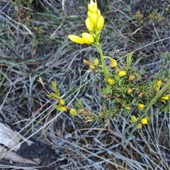 Bulbine bulbosa (Golden Lily, Bulbine Lily) at Buckland, TAS - 11 Nov 2024 by LyndalT