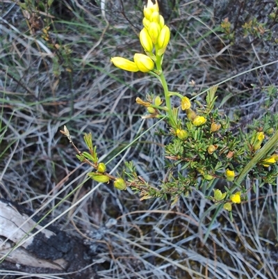 Bulbine bulbosa (Golden Lily, Bulbine Lily) at Buckland, TAS - 11 Nov 2024 by LyndalT