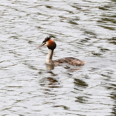 Podiceps cristatus (Great Crested Grebe) at Dunlop, ACT - 12 Nov 2024 by AlisonMilton