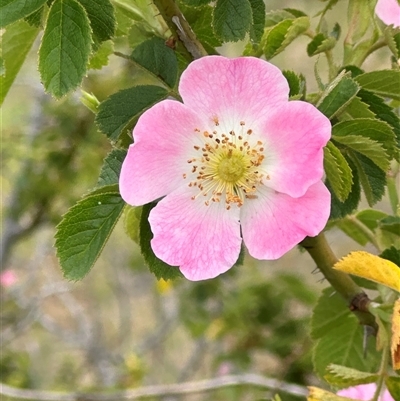 Rosa rubiginosa (Sweet Briar, Eglantine) at Yarra, NSW - 12 Nov 2024 by lbradley