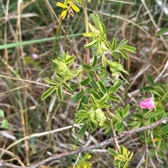 Rosa rubiginosa at Yarra, NSW - 12 Nov 2024