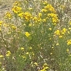 Hypericum perforatum (St John's Wort) at Yarra, NSW - 12 Nov 2024 by lbradley