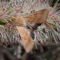 Helicoverpa punctigera (Native Budworm) at Murrumbateman, NSW - 11 Nov 2024 by SimoneC