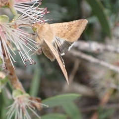 Helicoverpa punctigera at Murrumbateman, NSW - 11 Nov 2024