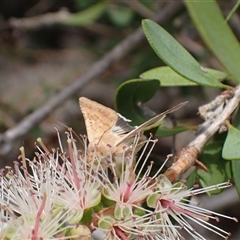 Helicoverpa punctigera at Murrumbateman, NSW - 11 Nov 2024