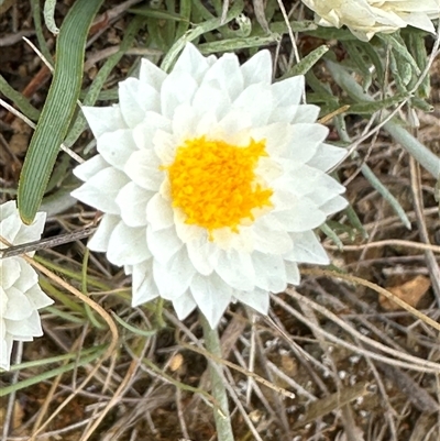 Leucochrysum albicans subsp. tricolor (Hoary Sunray) at Yarra, NSW - 12 Nov 2024 by lbradley