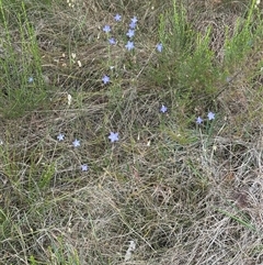 Wahlenbergia stricta subsp. stricta (Tall Bluebell) at Yarra, NSW - 12 Nov 2024 by lbradley