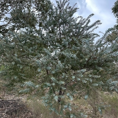 Acacia baileyana (Cootamundra Wattle, Golden Mimosa) at Yarra, NSW - 12 Nov 2024 by lbradley