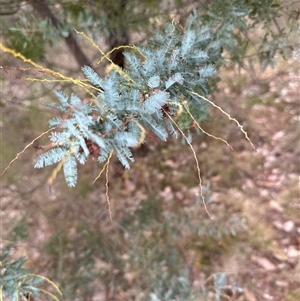 Acacia baileyana at Yarra, NSW - 12 Nov 2024 03:59 PM