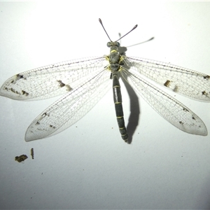 Bandidus canifrons at Belconnen, ACT - 11 Nov 2024 07:42 PM