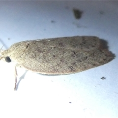 Garrha (genus) at Belconnen, ACT - 11 Nov 2024