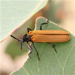 Porrostoma rhipidium (Long-nosed Lycid (Net-winged) beetle) at Gundaroo, NSW - 11 Nov 2024 by ConBoekel