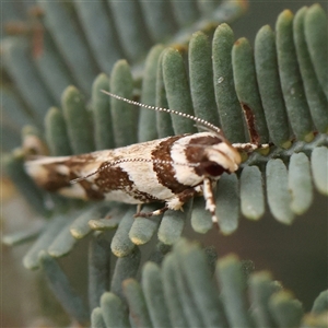 Macrobathra aphristis at Gundaroo, NSW - 11 Nov 2024 11:09 AM