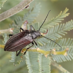 Homotrysis scutellaris (Darkling beetle) at Gundaroo, NSW - 11 Nov 2024 by ConBoekel