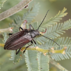 Homotrysis scutellaris at Gundaroo, NSW - 11 Nov 2024