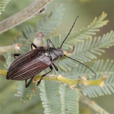 Homotrysis scutellaris (Darkling beetle) at Gundaroo, NSW - 11 Nov 2024 by ConBoekel