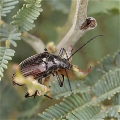 Homotrysis scutellaris at Gundaroo, NSW - 11 Nov 2024