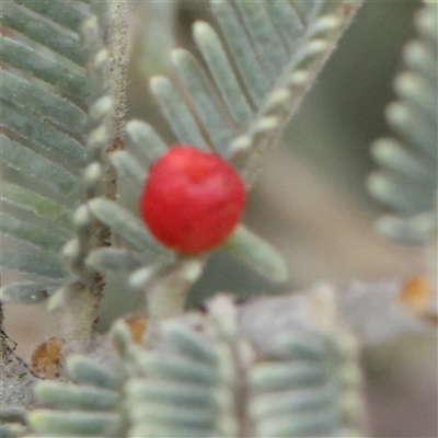 Austroacacidiplosis botrycephalae (A Gall Midge) at Gundaroo, NSW - 11 Nov 2024 by ConBoekel