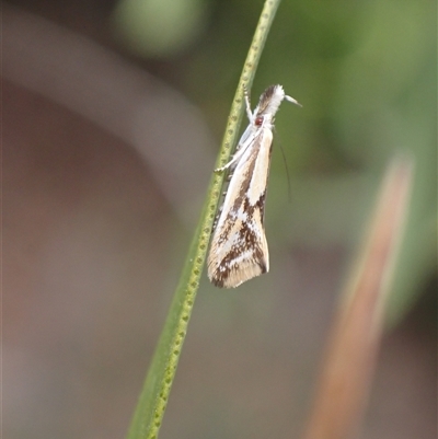 Thema macroscia (A concealer moth) at Murrumbateman, NSW - 12 Nov 2024 by SimoneC