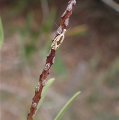 Thema macroscia at Murrumbateman, NSW - 12 Nov 2024